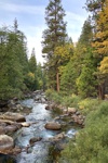 Herbstfärbung am Roaring River auf dem Weg zu den Zumwalt Meadows.