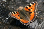 Schmetterling